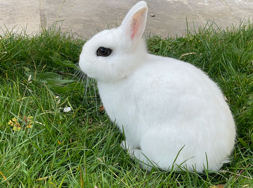 Jack le lapin du jardin